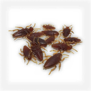 Cucarachas x 1
